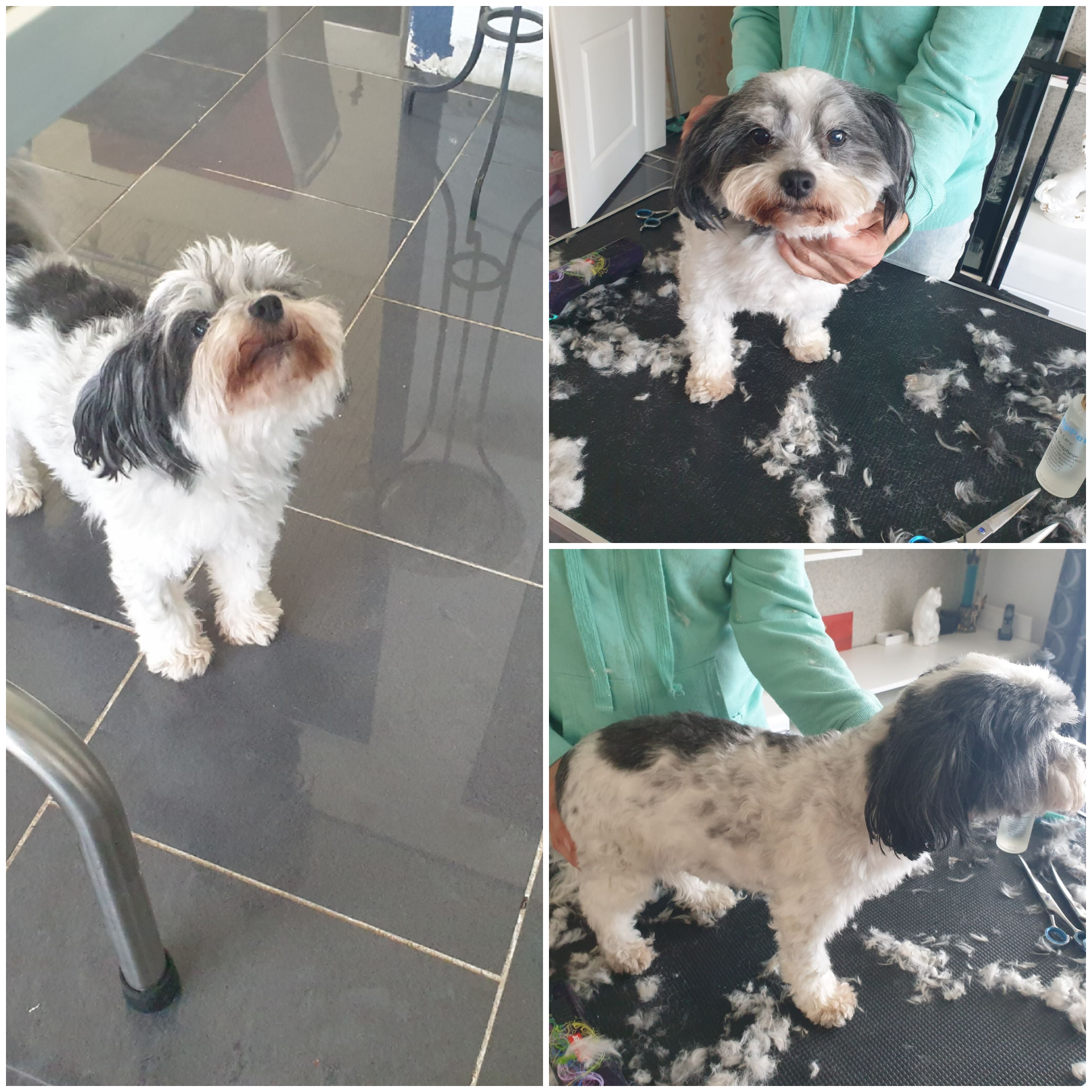 Mobiler Hundefriseur Riebold GALERIE